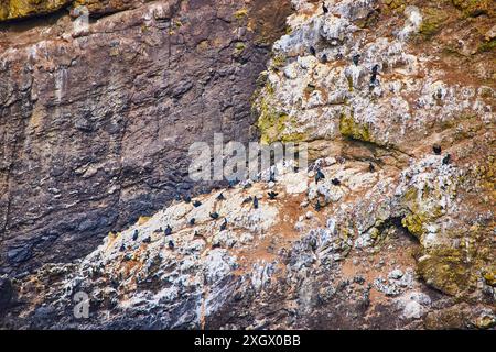Vista aerea degli uccelli marini sulle scogliere costiere Foto Stock