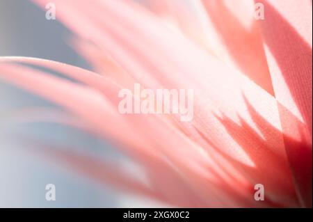 Primo piano con Bromeliad rosa retroilluminazione con ombre più scure su sfondo blu chiaro. Foto macro di una pianta rosa della casa retroilluminata dal sole Foto Stock