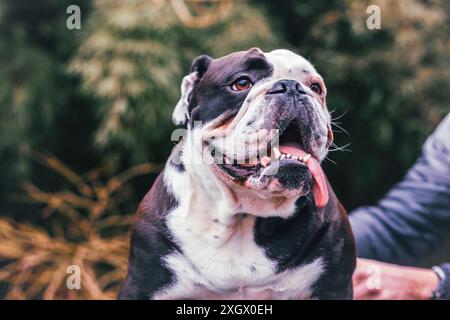 Olde English Bulldogge con la lingua in giro, fotografata nella natura Foto Stock