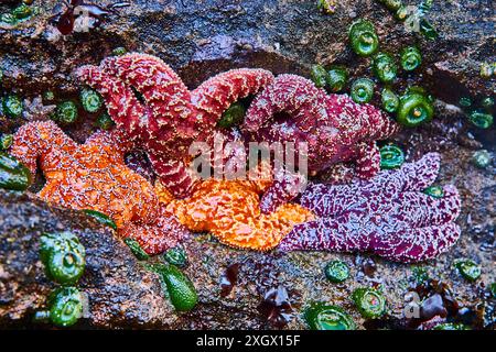 Stelle marine e anemoni nella piscina Tidal Foto Stock