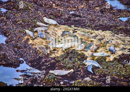 Le foche riposano sulla costa rocciosa a Low Tide Aerial View Foto Stock