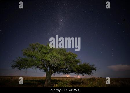 Paesaggio di Pampas fotografato di notte con un cielo stellato, provincia di la Pampa, Patagonia, Argentina. Foto Stock