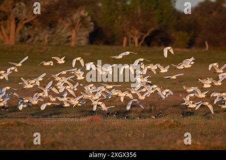 Egret Flock in volo, provincia di la Pampa, Patagonia, Argentina Foto Stock