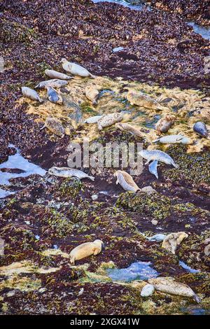 Le foche si rilassano sulla costa rocciosa presso la vista aerea del faro di Yaquina Head Foto Stock