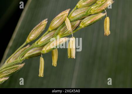 Nappina di mais con grani di polline. Impollinazione, coltivazione del grano e concetto di agricoltura. Foto Stock