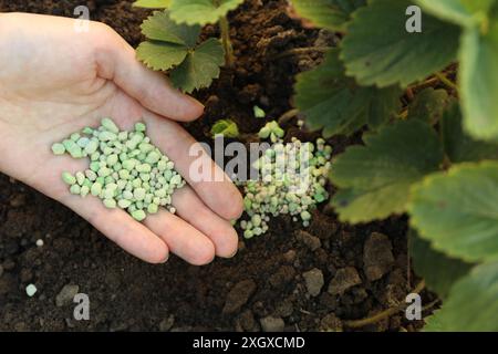 Donna che mette fertilizzante sul terreno sotto la pianta all'aperto, vista dall'alto Foto Stock