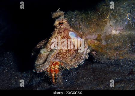 Polpo venato, Octopus marginatus, in bottiglia che mangia granchio eremita di Anemone, Dardanus pedunculatus, sito di immersione Slow Poke, stretto di Lembeh, Sulawesi, Indone Foto Stock