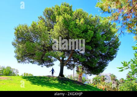 Grande pineta di conifere con una sola persona all'ombra nel parco la Paloma di Benalmadena, Spagna Foto Stock