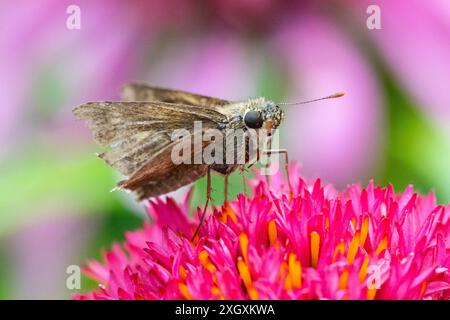 Primo piano di Skipper Butterfly (Hesperiidae) su un fiore rosa nel giardino estivo Foto Stock