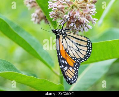 Farfalla monarca (Danaus Plexippus) che si nutre di erba da latte comune in prati incolti in estate Foto Stock