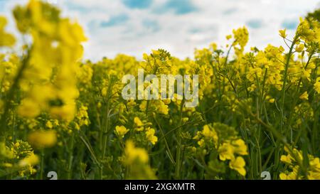 Campo di canola sotto il cielo blu con nuvole bianche Foto Stock