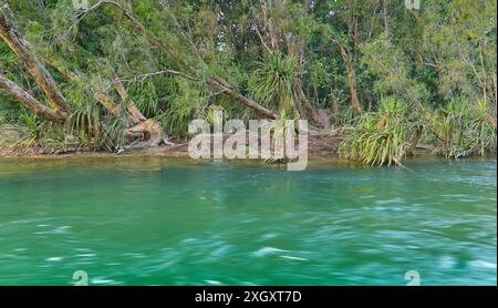 Acqua verde del fiume Gregory che scorre lungo il letto sabbioso del torrente con palme di pandano e alberi di melalueca a Gregory, Lawn Hill, Queensland, Australia Foto Stock