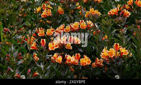 Primo piano dei fiori di arancia di pesca gialla del giardino erbaceo perenne alstroemeria brezza estiva. Foto Stock