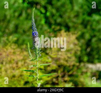 speedwell spiked (Veronica longifolia,). Questa rara specie di piante prospera su siti secchi e magri in Eurasia. Foto Stock
