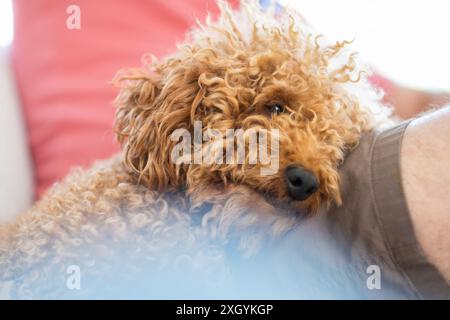 Un piccolo cane di razza marrone di papavero si appoggia sulla gamba del suo proprietario con amore e morbidezza. concetto di amicizia e relazione tra i proprietari di animali domestici Foto Stock