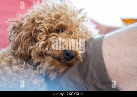 Un piccolo cane di razza marrone di papavero si appoggia sulla gamba del suo proprietario con amore e morbidezza. concetto di amicizia e relazione tra i proprietari di animali domestici Foto Stock