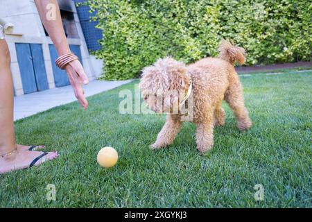 un piccolo cane giocattolo marrone chiaro gioca con il suo proprietario per prendere la palla nel giardino di una casa individuale Foto Stock