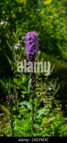 Liatris (conosciuto come gayfeather e stella fiammante) fiori viola Foto Stock