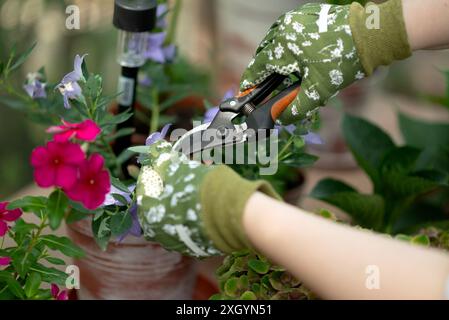 Donna in guanti da giardinaggio potare fiori cespugli con forbici all'aperto, primo piano Foto Stock