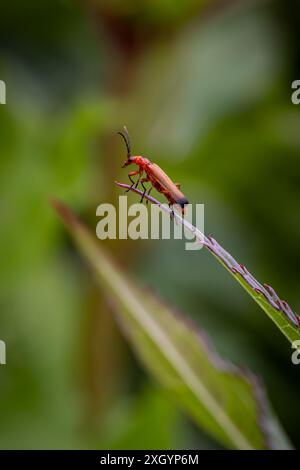 Primo piano di uno scarabeo soldato arroccato su una foglia, con una messa a fuoco selettiva Foto Stock