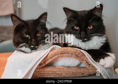 Due gatti da smoking dai capelli lunghi seduti insieme in un cestello avvolto da asciugamani Foto Stock