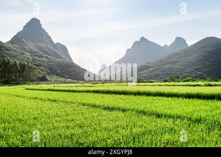 Paesaggio estivo nella contea di Yangshuo di Guilin, Cina. Vista panoramica della risaia verde brillante e delle splendide montagne carsiche sullo sfondo blu del cielo. Foto Stock