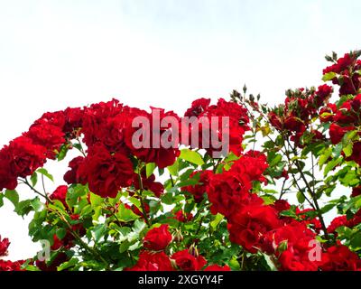 Rose di arbusti rossi. Questi fiori vivaci aggiungono colore e vivacità al giardino, servendo come punto focale in qualsiasi aiuole di fiori. Foto Stock