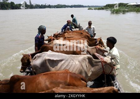 11 luglio 2024, Kurigram, Kurigram, Bangladesh: Gli agricoltori trasferiscono il bestiame in un luogo più alto in barca a causa della grave carenza di cibo e delle loro varie malattie nella zona colpita dalle inondazioni nel villaggio di Jatrapur nel distretto di Kurigram. Il fiume Dharla, nel distretto di Kurigram, in Bangladesh, ha allagato tutte le case nelle zone basse, mentre l'acqua ha superato il livello di pericolo. Quasi due persone lakh di 400 villaggi di 55 sindacati di 9 upazilas del distretto di Kurigram vivono una vita miserabile a causa delle inondazioni per due settimane. Le inondazioni si sono verificate nel nord del Bangladesh con l'aumento del livello delle acque nelle rive Foto Stock