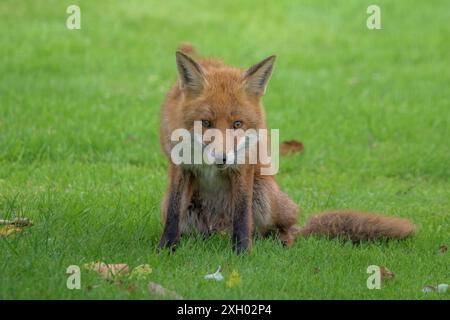 Una volpe rurale selvaggia, Vulpes vulpes, seduta a guardare direttamente la telecamera Foto Stock
