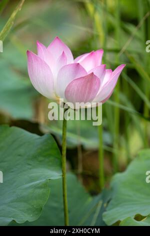 Fiore di loto (Nelumbo nucifera), Cambogia Foto Stock