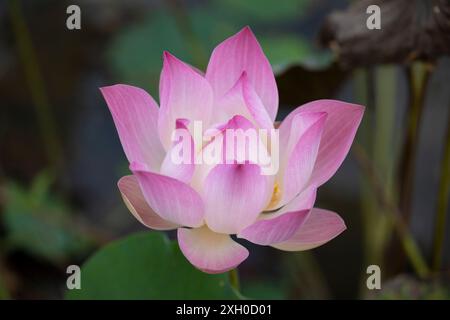 Fiore di loto (Nelumbo nucifera), Cambogia Foto Stock