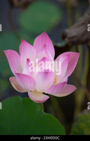 Fiore di loto (Nelumbo nucifera), Cambogia Foto Stock