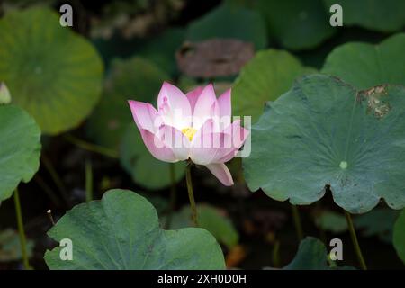 Fiore di loto (Nelumbo nucifera), Cambogia Foto Stock