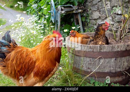 Cockerel galline di gallina in giardino in botte di legno in estate nel Carmarthenshire rurale Galles Regno Unito KATHY DEWITT Foto Stock