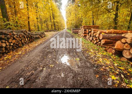 Strada bagnata e fangosa nella foresta autunnale con cumuli di legno, Polonia orientale Foto Stock