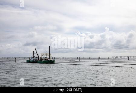 11 luglio 2024, Schleswig-Holstein, Hörnum (Sylt): I pescatori controllano le reti a cozze al largo del porto di Hörnum con la loro barca. La stagione delle cozze su Sylt è aperta. Foto: Axel Heimken/dpa Foto Stock