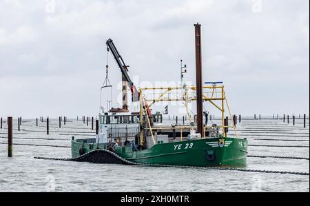 11 luglio 2024, Schleswig-Holstein, Hörnum (Sylt): I pescatori controllano le reti a cozze al largo del porto di Hörnum con la loro barca. La stagione delle cozze su Sylt è aperta. Foto: Axel Heimken/dpa Foto Stock