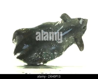 (240711) -- PECHINO, 11 luglio 2024 (Xinhua) -- questa foto scattata il 13 settembre 2016 mostra l'esemplare simile a Vampyroteuthis infernalis raccolto nel settembre 2016 a profondità comprese tra i 800 e i 1.000 metri nel Mar Cinese meridionale. Gli scienziati cinesi hanno identificato una nuova specie di calamari vampiri (Vampyroteuthis infernalis), solo la seconda specie di calamari vampiri conosciuta al mondo. ANDARE CON "i ricercatori cinesi trovano nuove specie di calamari vampiri" (South China Sea Institute of Oceanology, Chinese Academy of Sciences/Handout via Xinhua) Foto Stock