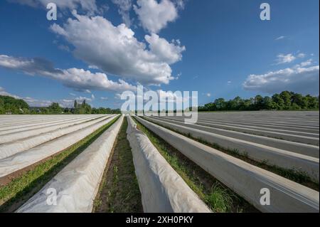 Campo di asparagi ricoperto di foglio bianco (asparagi), Franconia media, Baviera, Germania Foto Stock