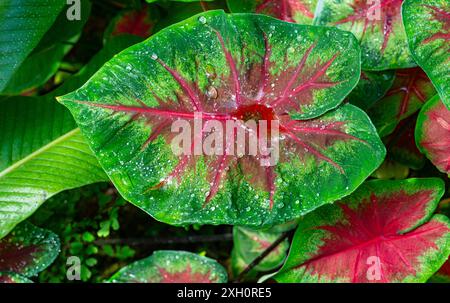 Il Caladium bicolor (Elephant Ear) è una pianta tropicale. Genere Caladium dall'America Latina Foto Stock