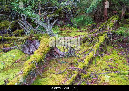 Il muschio ha coperto l'albero caduto sul terreno in una vecchia foresta Foto Stock