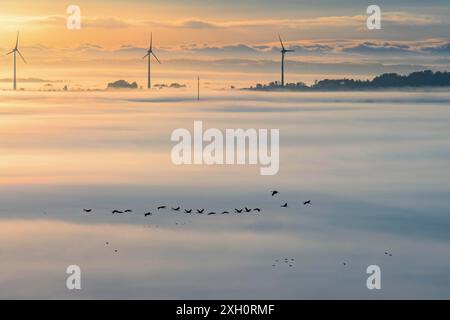 Stormo di gru che migrano verso sud in un paesaggio nebbioso con turbine eoliche che si innalzano sopra la nebbia in autunno Foto Stock