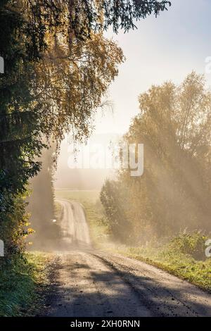 Strada sterrata in una foresta decidua con i raggi del sole che splendono attraverso la nebbia autunnale della campagna Foto Stock