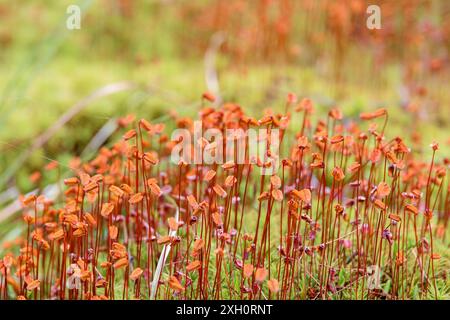 Primo piano della capsula sul muschio Haircap (Polytrichum) a terra Foto Stock