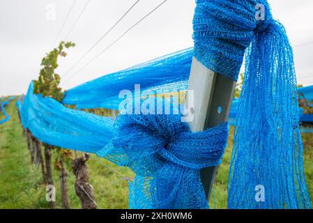 Blue web in una vigna protezione dagli uccelli Foto Stock