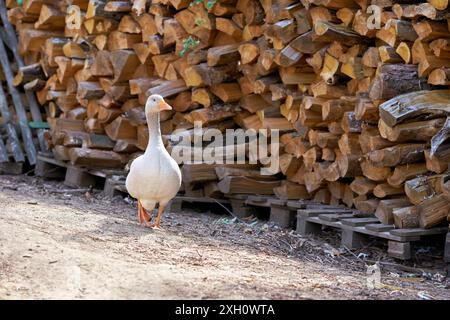 Oca in una fattoria di fronte a un mucchio di legna da ardere Foto Stock