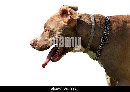 Profilo del terrier americano staffordshire, isolato su sfondo bianco. Vista laterale della testa Foto Stock