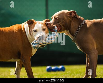 Due cani amstaff terrier che giocano a tog of War fuori. Divertimento per cani giovani e vecchi nel cortile. Tema canino Foto Stock