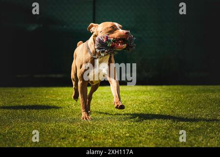 Cane che corre nel cortile, amstaff terrier con corda giocattolo corre verso la macchina fotografica. Tema cane attivo Foto Stock