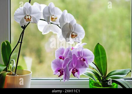 Orchidee fioriscono in vasi di fiori sul davanzale Foto Stock